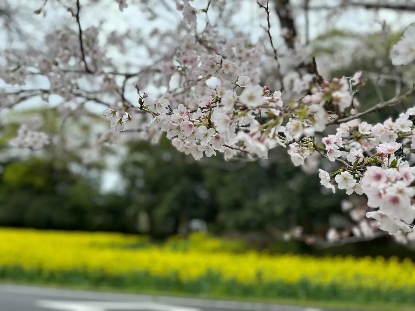桜🌸の季節ですね😄